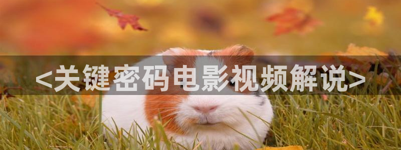 叫神马我不卡手机在线